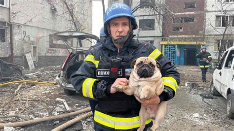 Día Nacional Del Cachorro ¿por Qué Se Celebra El 23 De Marzo A Las