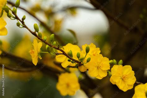 Hoa Mai tree (Ochna Integerrima) flower, traditional lunar new year ...