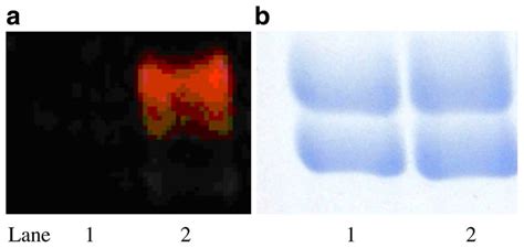 Sds Page Of Tyrosinated Tubulin Lane 1 And 3 Formyltyrosinated