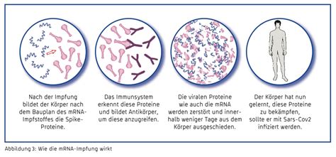 2 Wie Ein MRNA Impfstoff Funktioniert Biotech Lerncenter