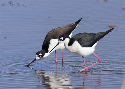Black Necked Stilts Mating Rituals And Copulation Feathered Photography