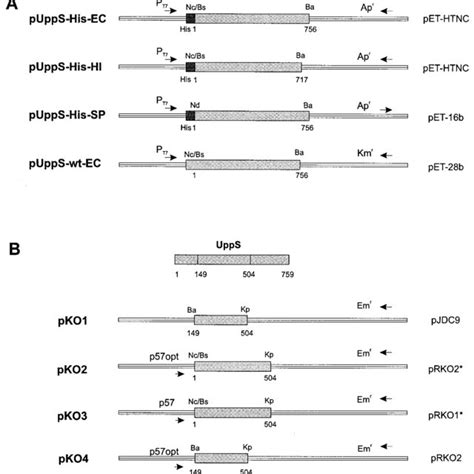 Plasmids Used In This Study A Schematic Representation Of Plasmids