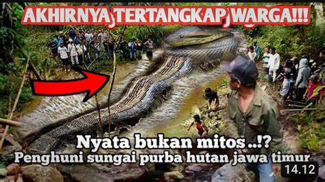 Akhirnya Terbukti Ular Kepala Manusia Penunggu Sungai Purba Di Jawa