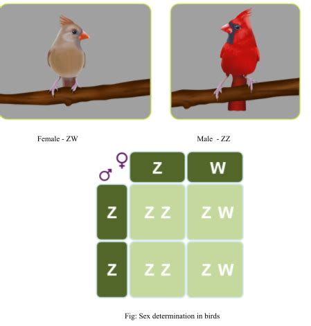 How Is The Sex Determination Mechanism Different In The Birds Is The