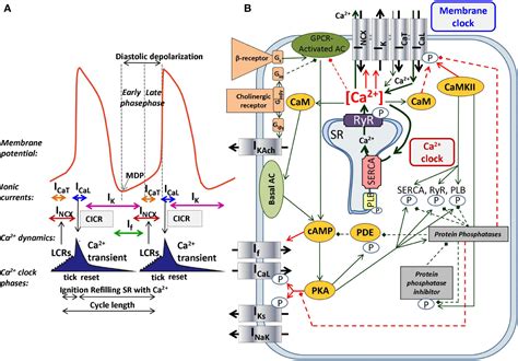 Frontiers The Cardiac Pacemaker Storyfundamental Role Of The Na Ca