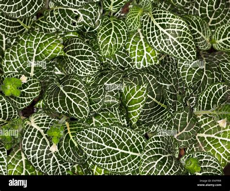 Fittonia Albivenis Mosaic Nerve Plant Mass Of Spectacular Dark