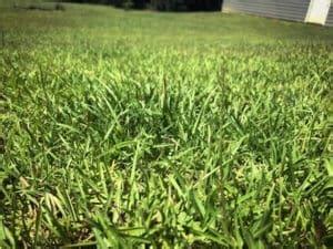 Centipede Grass Care By Season – Thriving Yard