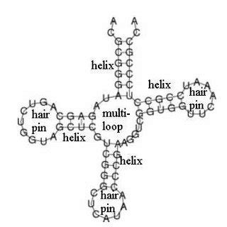 Typical secondary structure of tRNA | Download Scientific Diagram