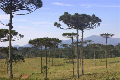 Plantas Extintas Do Brasil - Plantas em Extinção: Veja 7 Espécies ameaçadas no Brasil! | Plantas em ...