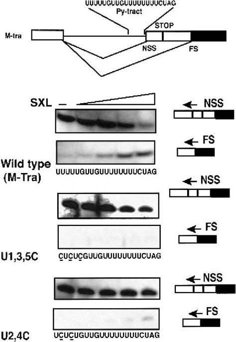 3 Splice Site Switching By Sxl Top Schematics Of The Sex Specific