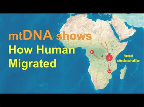 Mitochondrial Dna Maps Migration Route Of Ancient Human Rashid S