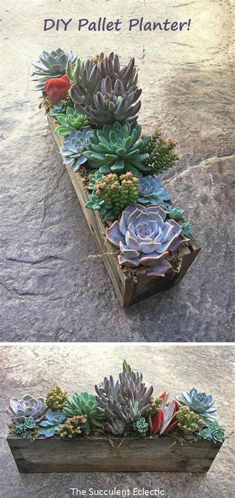 Cool Succulents Succulent Planter Diy Succulent Gardening Succulents