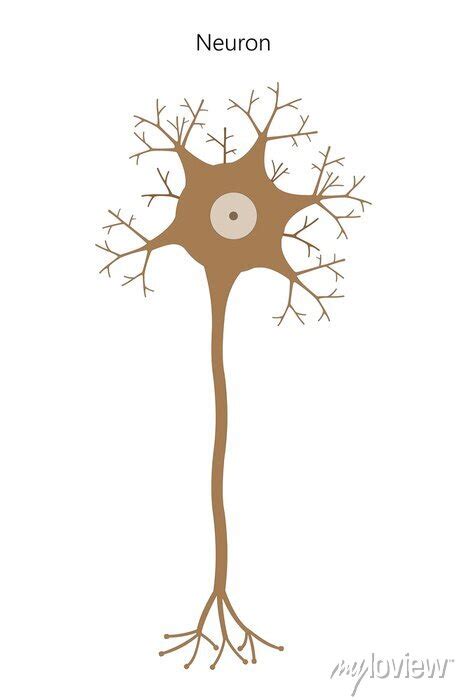 Neuron Neuronal Structure Wall Mural Murals Study Soma Nucleus