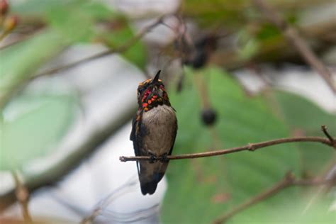 21 Incredible Facts About Bee Hummingbirds (With Pictures)