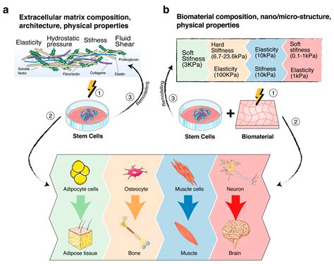 Ijms Free Full Text Insight Into Mechanobiology How Stem Cells