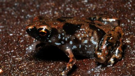 Tiny Frog Claimed As Worlds Smallest Vertebrate Mpr News