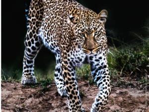 Lass uns jetzt mal über Sex reden Midlife Boom de