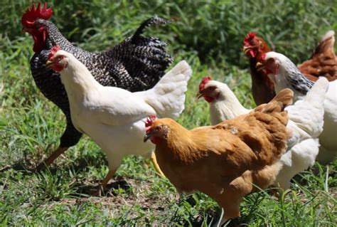 Types of Hens in Kenya - FarmHatch Incubators