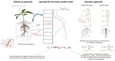 HESS From Hydraulic Root Architecture Models To Macroscopic