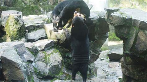 Chinese Zoo Insists Its Malayan Sun Bear Is Not Just a Human in a