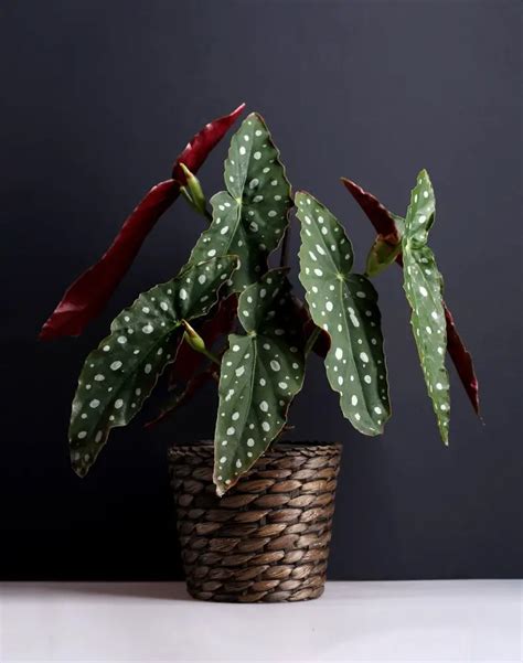 How to Care for Begonia Maculata (Polka Dot Plant) - Garden Crafted