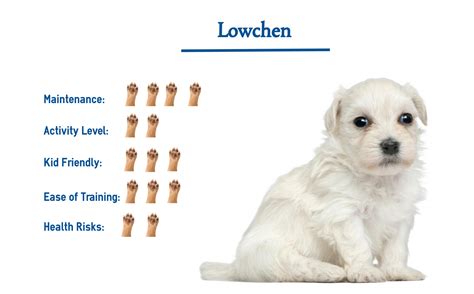 Löwchen Dog Breed… Everything You Need to Know at a Glance!