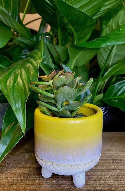 Leg Yellow Planter Set Of 2 Potwala