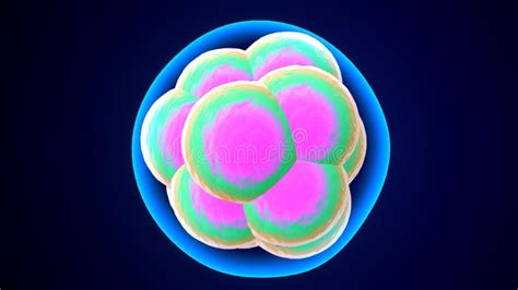 Human Cell Division Anatomy. 3d Illustration Stock Illustration ...