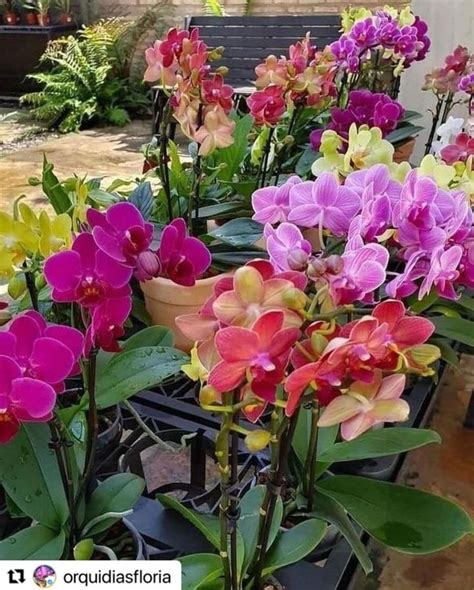 Orquideas Perfeitas on Instagram Para aprender de graça como cultivar