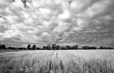 Wheat Field black and white — Stock Photo © krketa #19720951