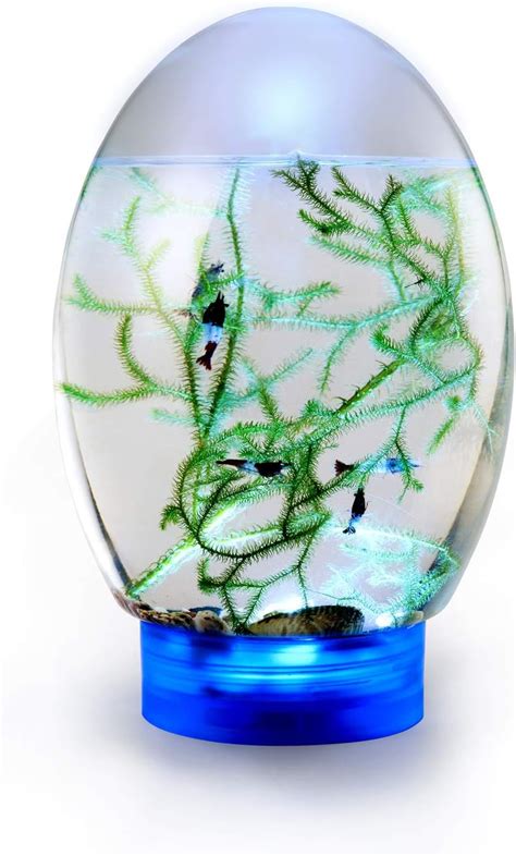 AIMCAE Ecosphere Closed Aquatic Ecosystem, with LED Base Desktop Fish ...