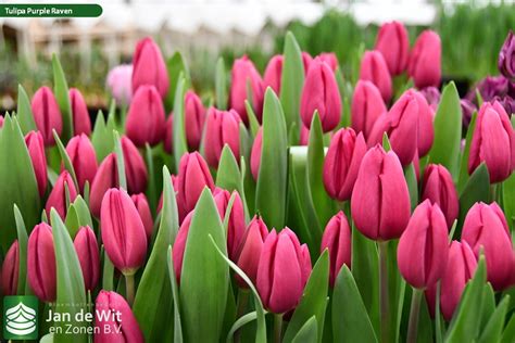 Purple Raven ® | Tulip | Jan de Wit en Zonen B.V.