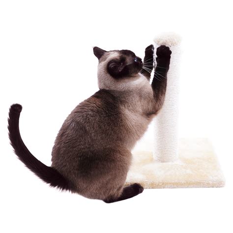 Declawing and Alternatives for Cats - Veterinary Partner - VIN