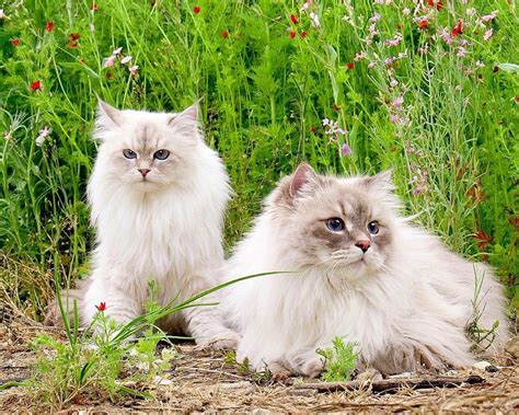 Are Siberian Cats Hypoallergenic? - Myth vs. Fact - BLOGHUTS