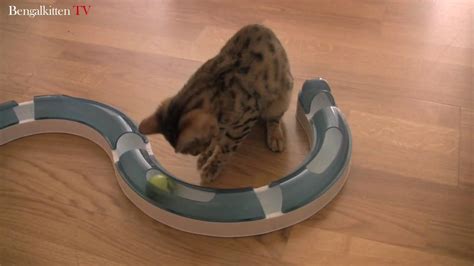 Ein neues Spielzeug für die Katzen (HD) - YouTube