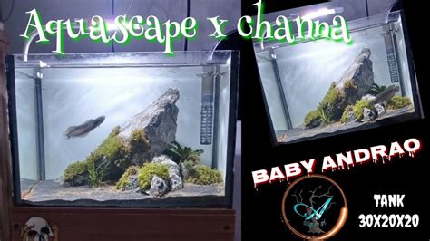 Setting Tank Aquascape Untuk Channa Andrao STYLE IWAGUMI YouTube