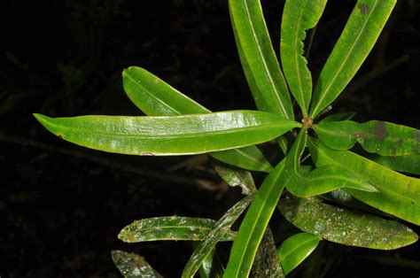 Podocarpus Rumphii Podocarpaceae Image At Phytoimages Siu Edu