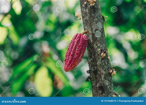 Cacao Tree Theobroma Cacao Organic Cocoa Fruit Pods In Nature Stock