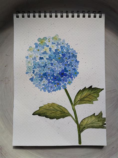 Watercolour Hydrangea | Skillshare Student Project