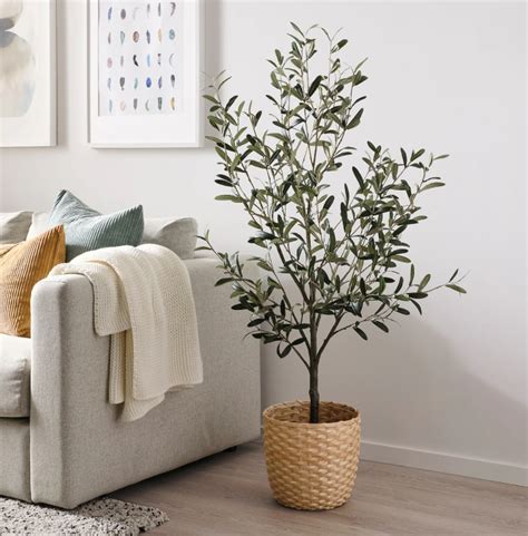 Indoor Olive Tree: Can You Successfully Grow One of Your Own?