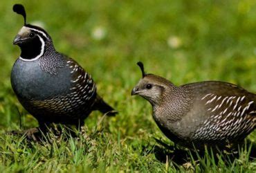 Wildlife - Texas Quail Hunting