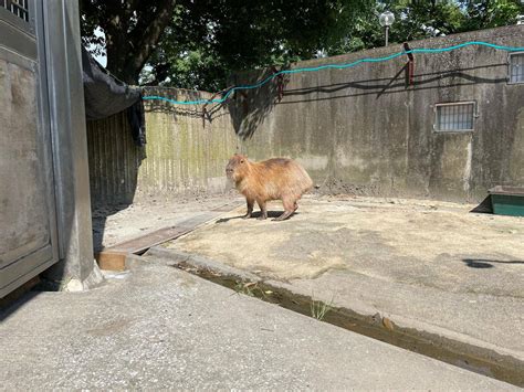 リニューアルして再登場！こぼれ話｜ブログ金沢動物園公式サイト｜公益財団法人 横浜市緑の協会