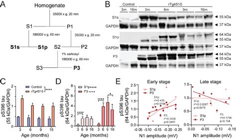 Progression Of Tau Hyperphosphorylation In Rtg Mice A Tau