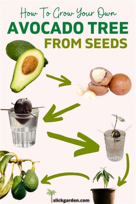 2 Easy Ways To Grow Avocado Plant From Seed Slick Garden