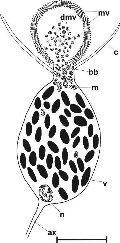 Lima Lima Bivalvia Diagram Of A Rhabdomeric Sensory Cell Of The