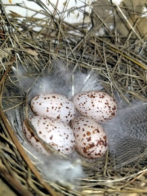 Solve Barn Swallow Eggs Jigsaw Puzzle Online With 300 Pieces