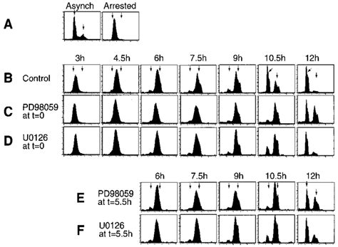 Cell Synchronization And Effects Of MKK1 2 Inhibitors On S G 2 M