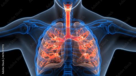 Human Respiratory System Lungs Anatomy Stock Illustration | Adobe Stock