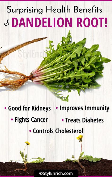 Dandelion Benefits That Will Give You Relief From Various Health Issues!