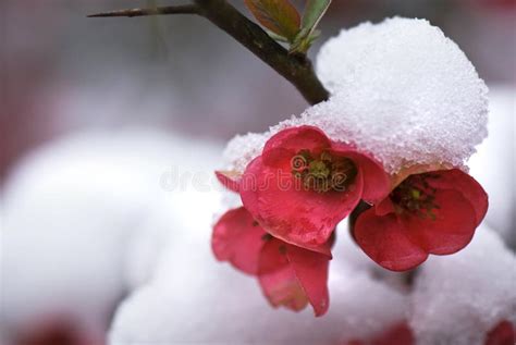 Rode Bloem In De Sneeuw Cameliajaponica Stock Afbeelding Image Of